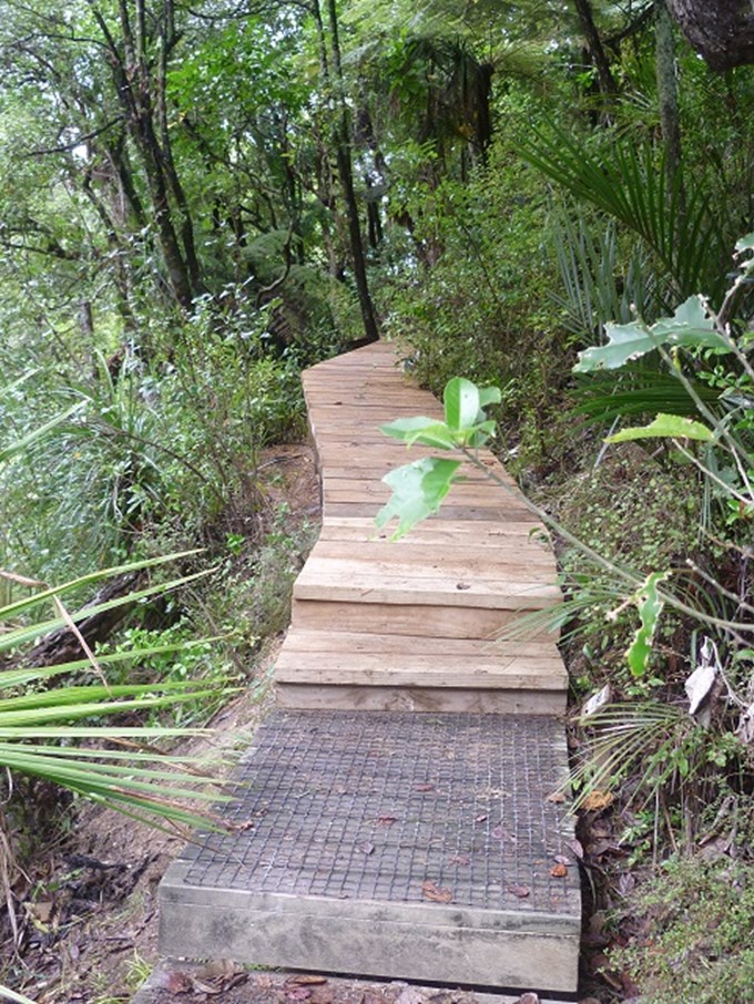 New track protects Kauri roots (2)
