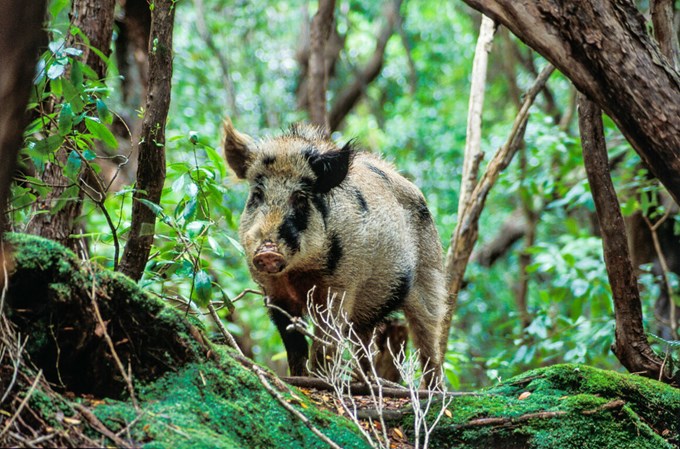 Feral pigs close to eradication on Waiheke