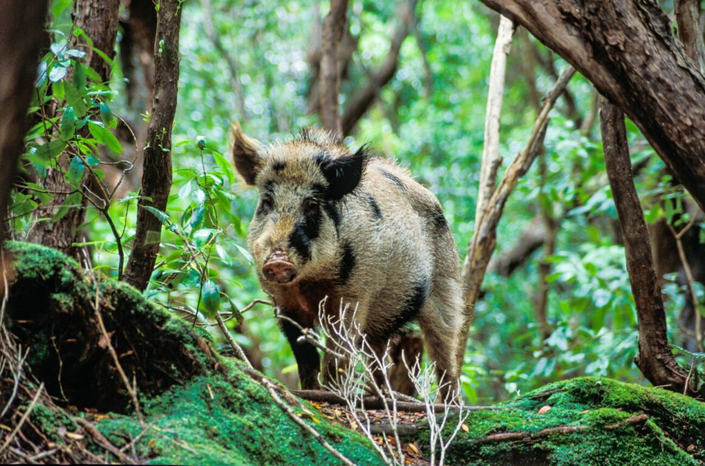 Feral pigs close to eradication on Waiheke