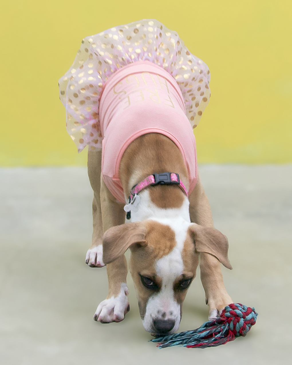 Doggie Valentine