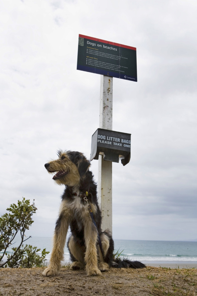 Little Blue Penguin Waiheke - dog