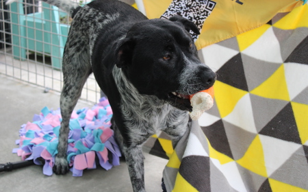 Platypus (ON HOLD) tile image