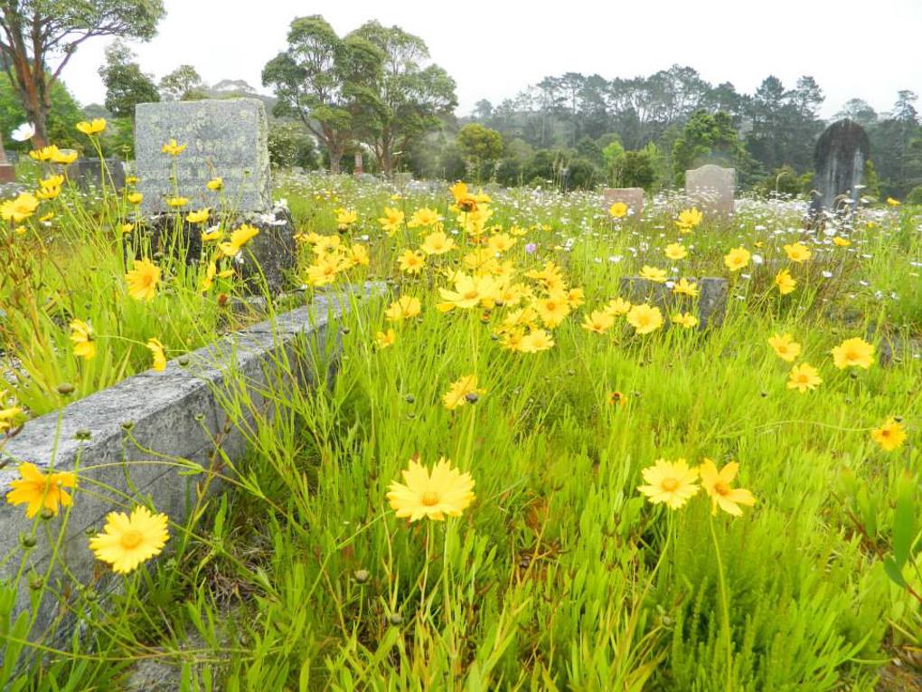 Waikumete Wildflowers (1)
