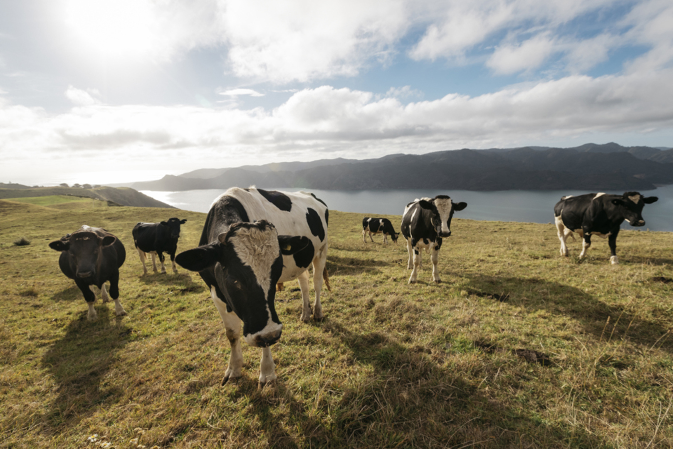 Farms of the future OurAuckland