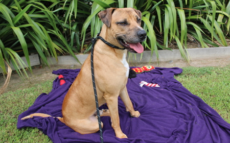 Rudolph (ADOPTED) tile image