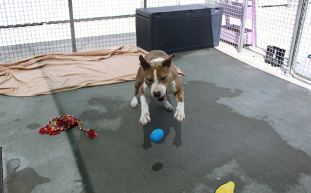 Ruakākā tile image