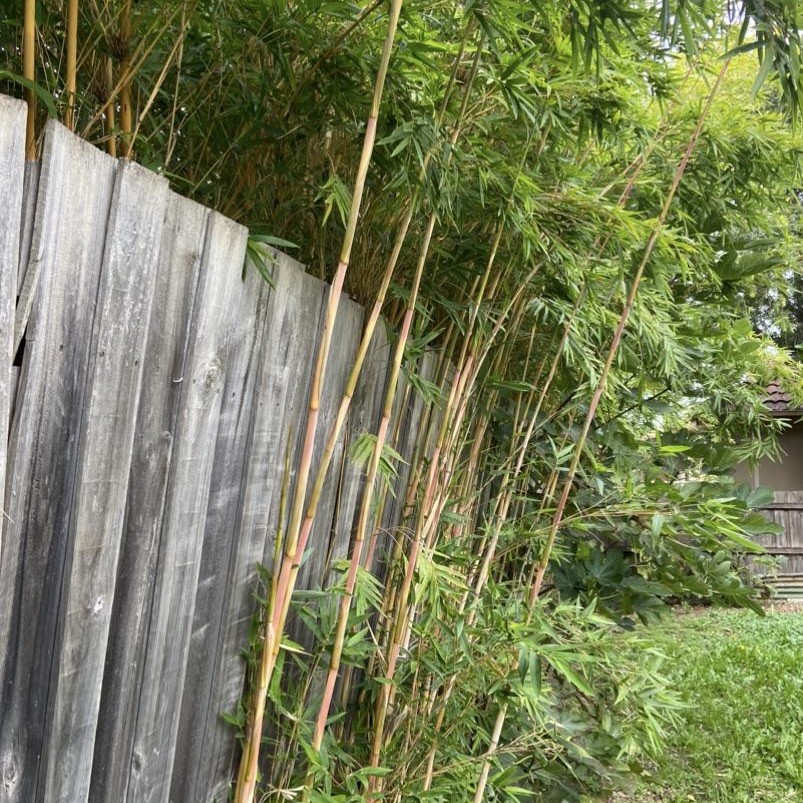 Running bamboo pest plant that has spread from one property to another.
