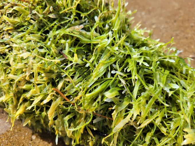 Caulerpa Up Close Okupu Beach Great Barrier Island Dec 2022 Credit Sid Wales, MPI