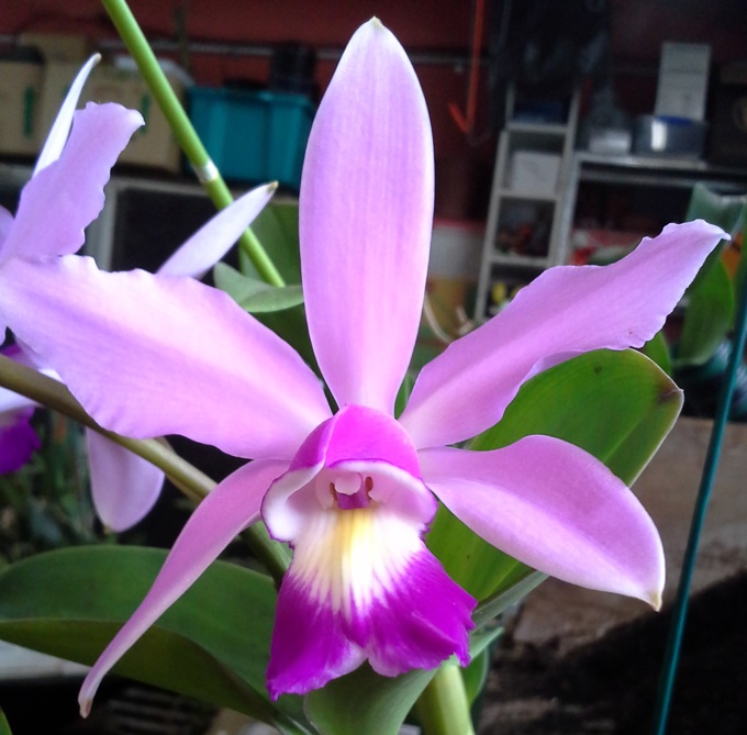 Orchids at the Wintergarden (2)