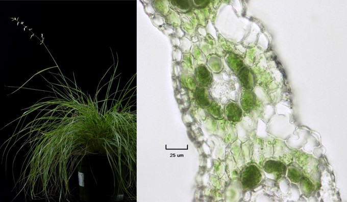 Grass research photo_av0p0wxx.jpg