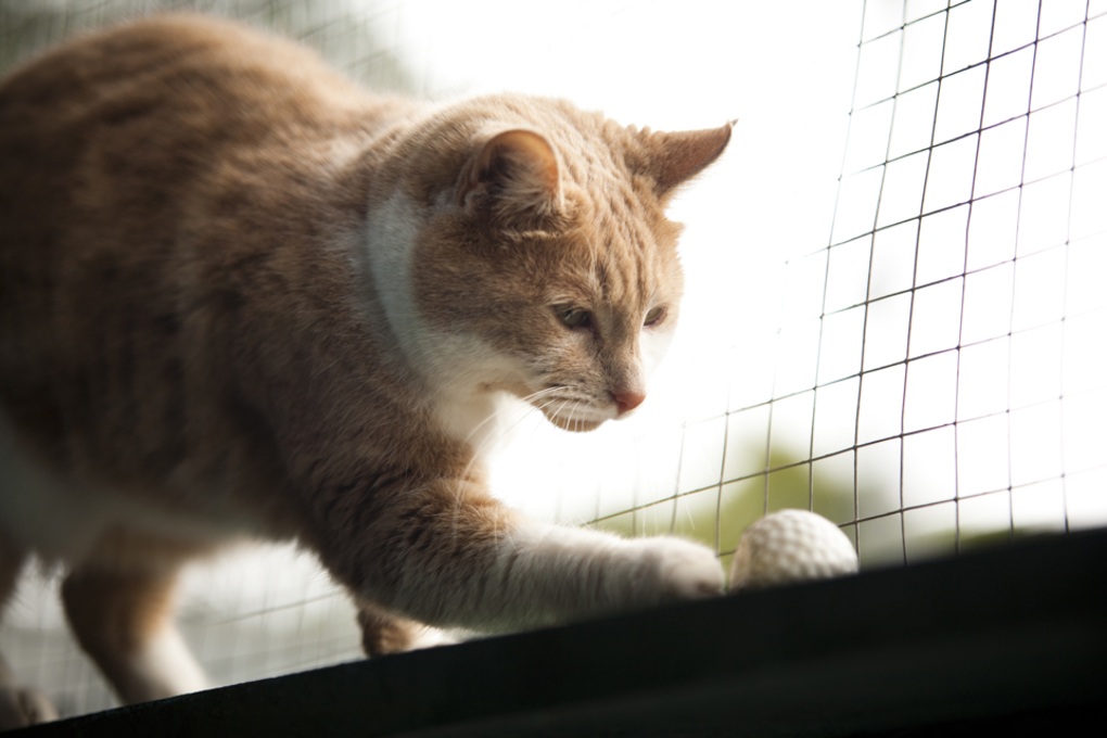 How to spend the holidays with our furry friends