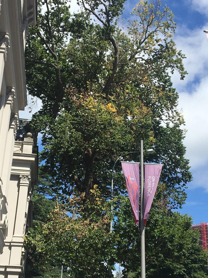 Dutch elm disease found on iconic Auckland trees (1)