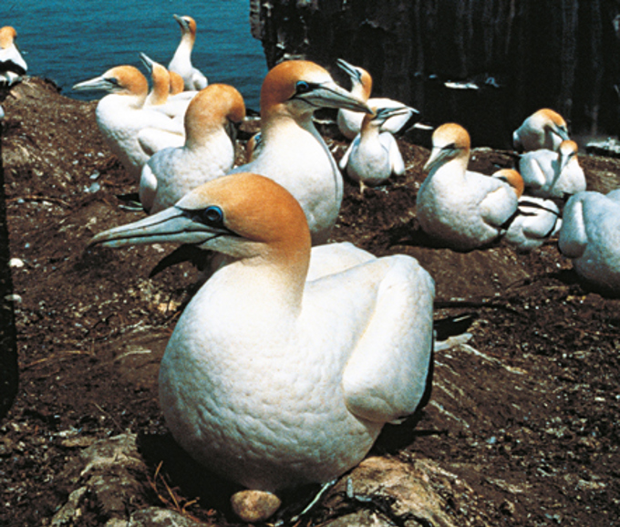 Muriwai gannet colony
