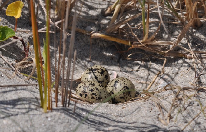 Nz Dotterel Nest