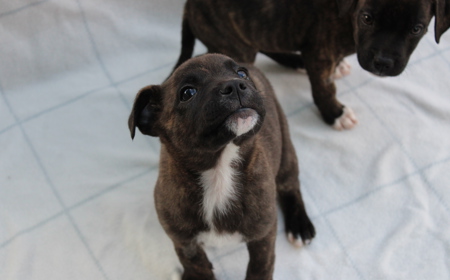 Seabiscuit tile image