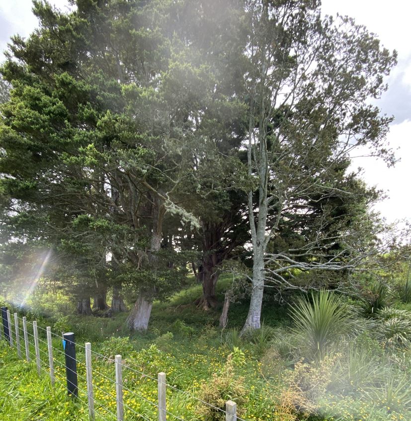 Thousands of plants and trees have been added to the stream's banks.