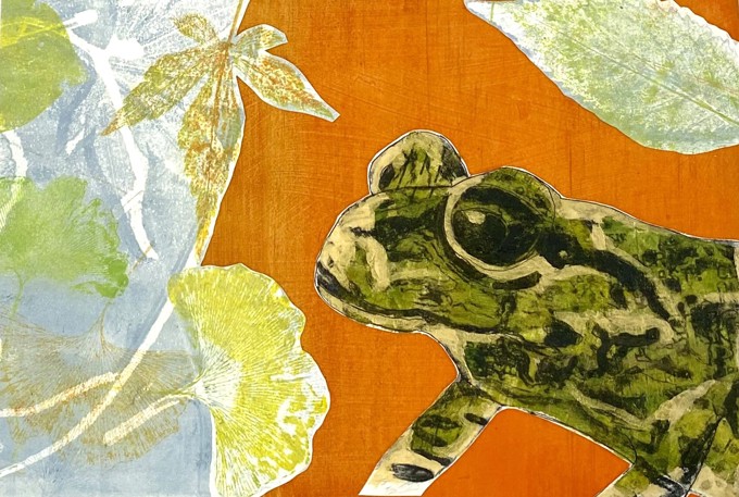 Y Gray Archey's frog 2_ybont0dg.jpg