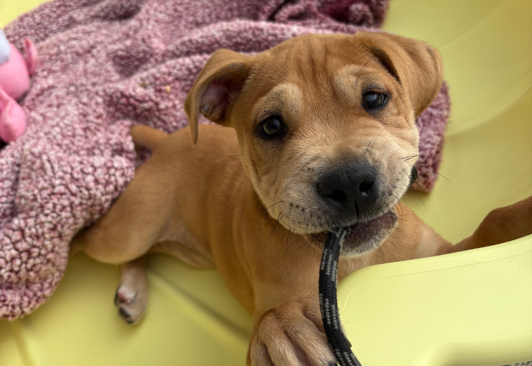 Dog Tile Image Holly 3 770X530