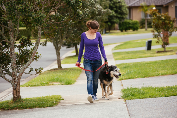 Keeping your dogs safe dark walks.jpg