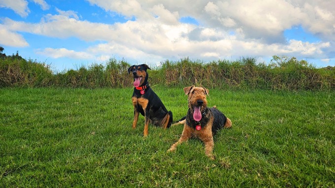 2025 Dog Tag campaign image