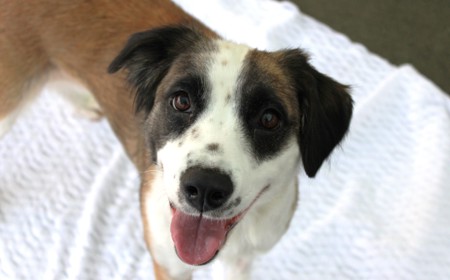 Perendale tile image