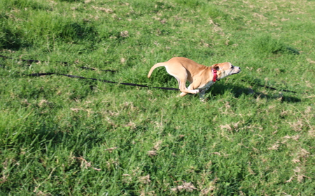 Thai (ON HOLD) tile image