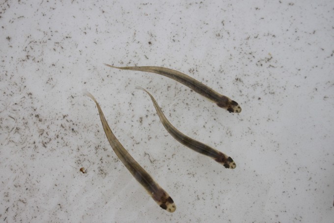 Thousands get behind the fight for whitebait (1)