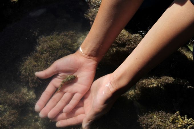 Rockpool fish_evmm4bgz.jpg