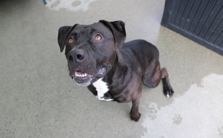 Mangatanoka tile image