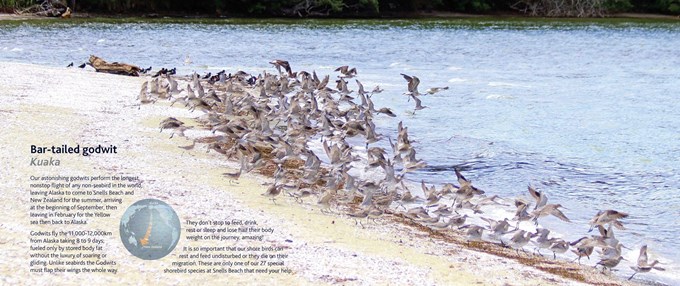 Snells Beach shares the story of the godwits