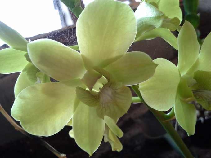 Orchids at the Wintergarden (3)