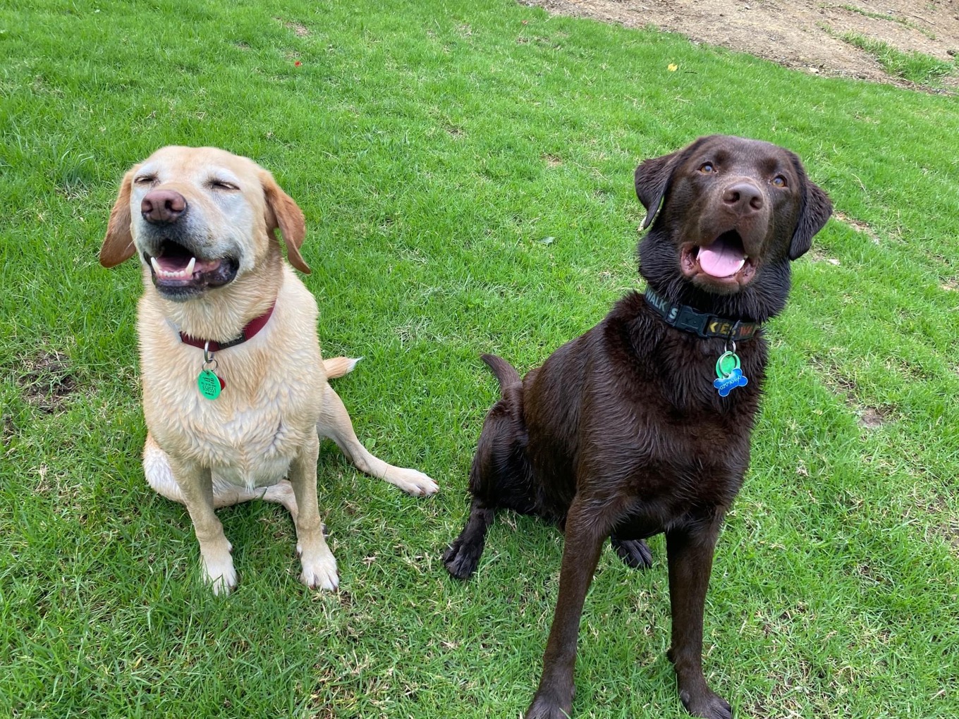 Where To Register Your Dog Near Me