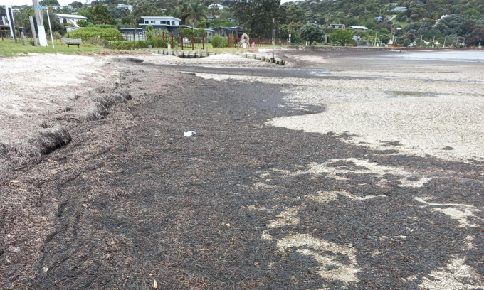 Algae Blackpool Waiheke