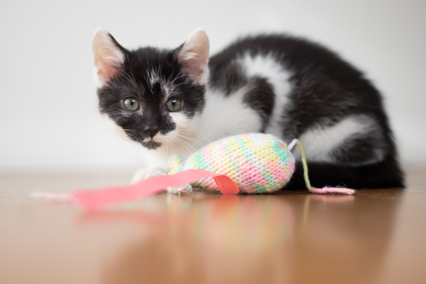 Black and white cat with toy mouse.