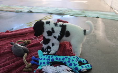 Eevee (ON HOLD) tile image