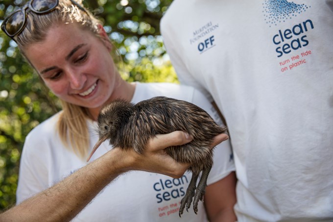 Eco warrior sailors assist with kiwi chick release