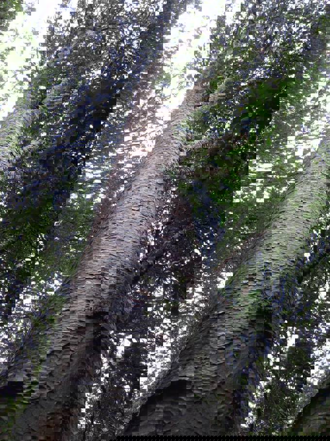 Hillary Trail scenery (27)