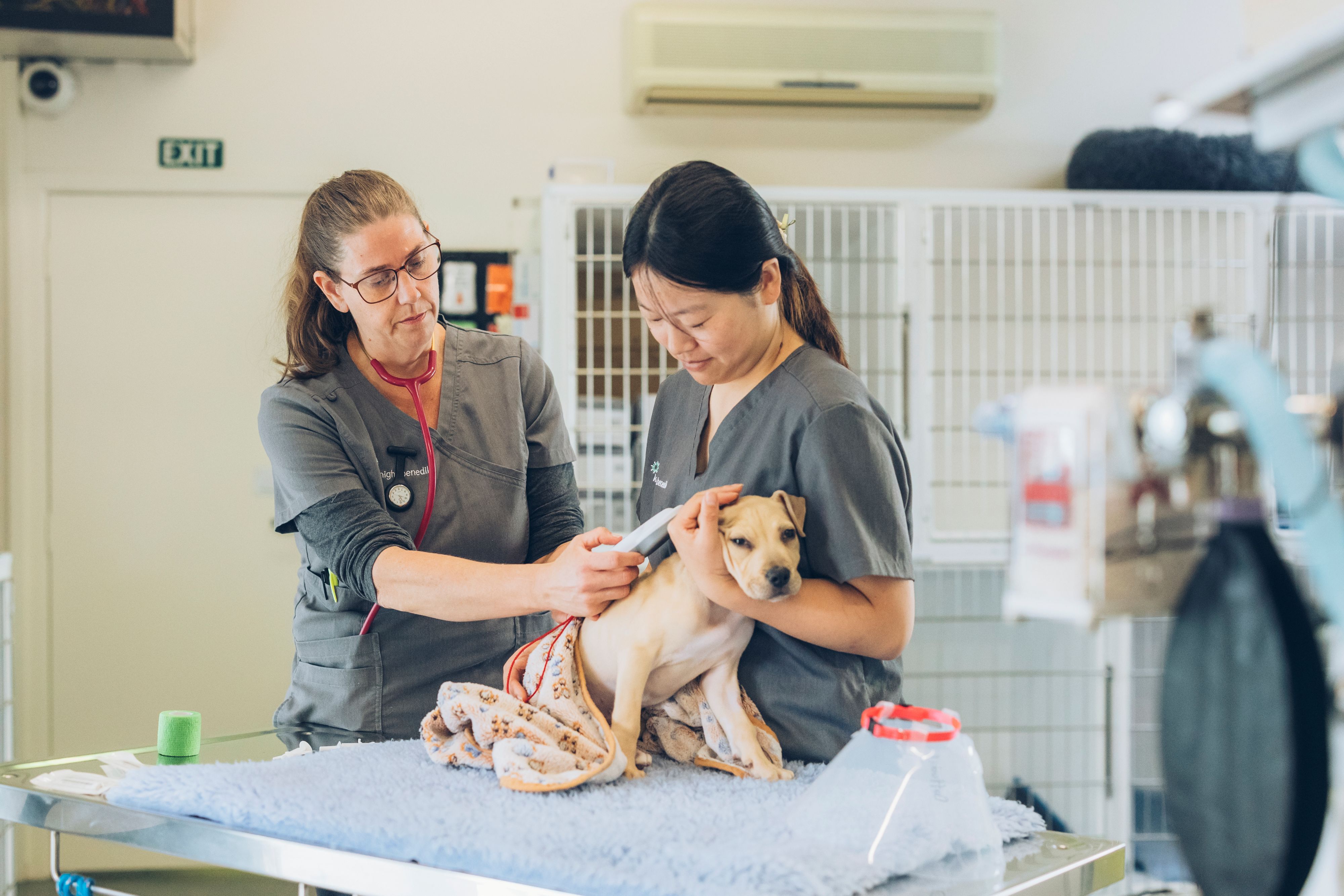 Veterinarian Dr Roz Holland and vet nurse preparing dog for desexing procedure