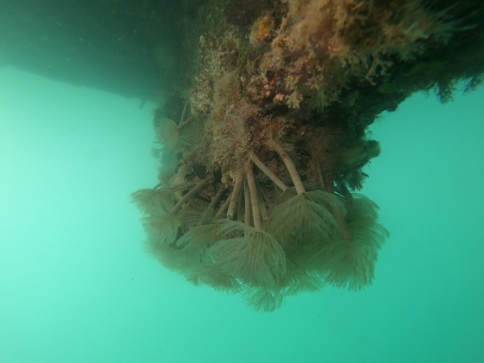 Pest-proofing as boaties prepare to return to the water (2)