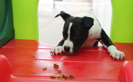 Charmander tile image