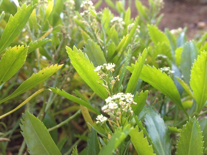 Discover Cooks scurvy grass at the Botanic Gardens 2