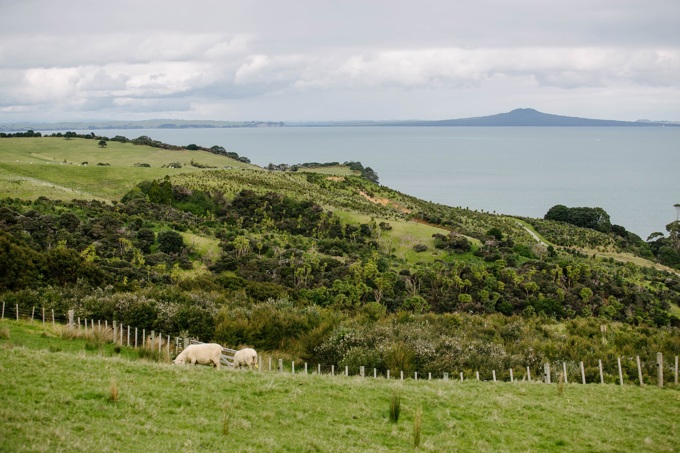 Shakespear Regional Park on Auckland’s Whangaparaoa Peninsula.