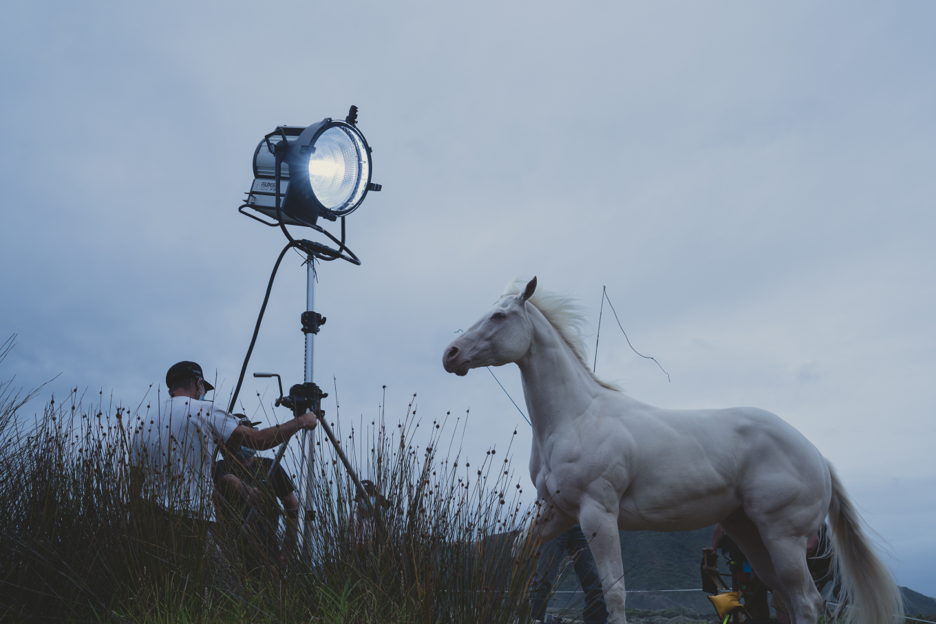 White stallion being prepped for filming.