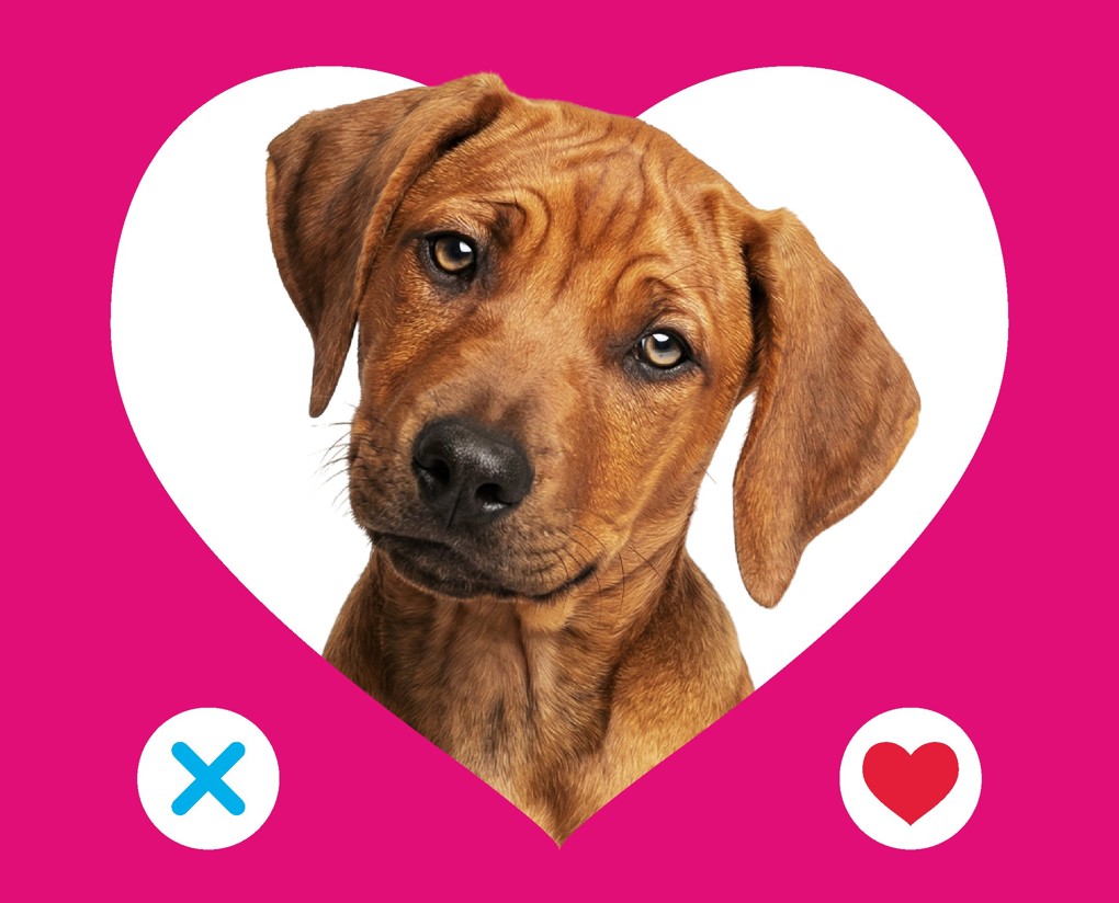 Adoptable Dogs 1