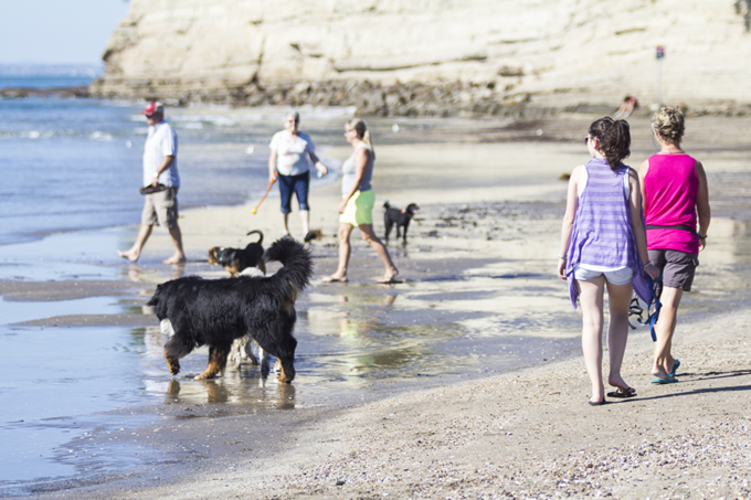 Tips for enjoying the beach with your dog
