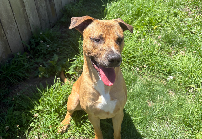 Dog Tile Image Rudolph 2 770X530