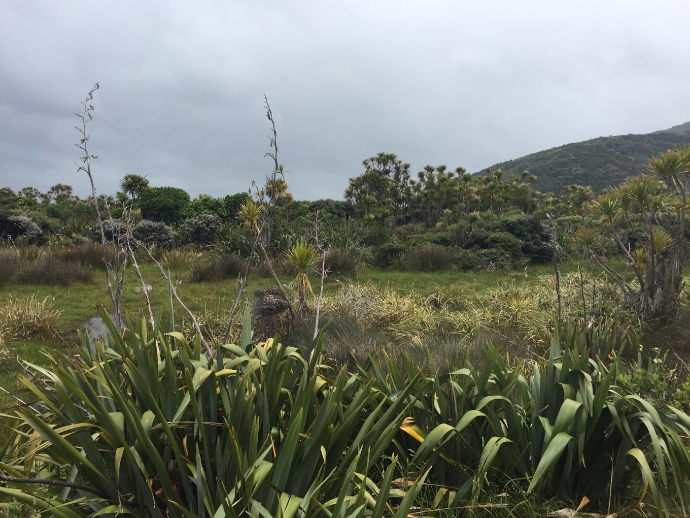 Discover Auckland's wetlands OurAuckland