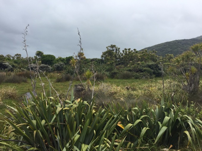 Discover Auckland's wetlands.JPG