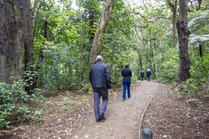 Papakura urban tree cover increases