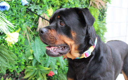 Cersi (ADOPTED) tile image